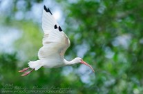 White Ibis in flight