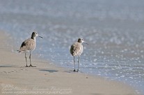 Pair of Willets