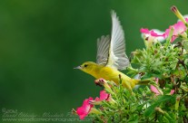 We’re Off – Female Orchard Oriole