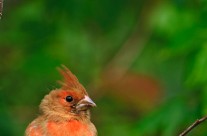 Juvenile male Northern cardinal beginning to acquire adult plumage