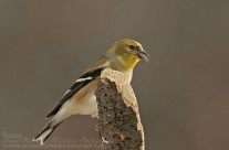 American Goldfinch in winter plumage