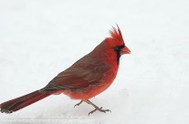Male Northern Cardinal – Winter contrast