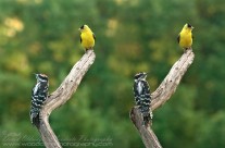 Watching the Tennis? – American Goldfinch and Downy Woodpecker