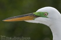 Male Great Egret in breeding colours