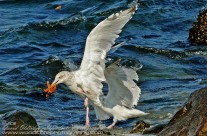 A pair of Iceland Gulls dispute ownership of a Starfish