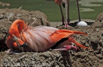 Nesting Pink Flamingos