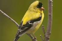 Male Summer American Goldfinch