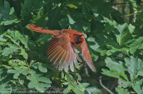 Male Northern Cardinal emerging from cover