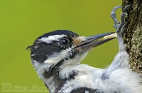 Hairy Woodpeckers Gallery
