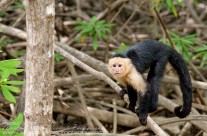 White Faced Capuchin – The first we encountered