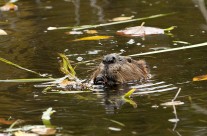 North American beaver (5)