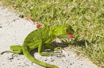 Juvenile Iguana – Grand Cayman