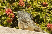 Iguana – Grand Cayman
