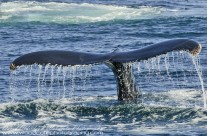 Tail fluke of Humpback Whale