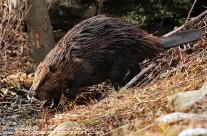 North American Beaver (3)