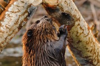 North American Beaver caught in the act