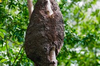 Mangrove Tree Ants’ Nest in Costa Rica