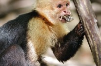 White Faced Capuchin with what was once a mud crab