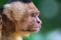 White Faced Capuchin from his good side