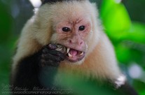 White Faced Capuchin with mud crab for lunch