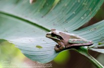 Masked Smilisca Tree Frog – Costa Rica