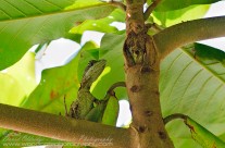 Female Basilisk in Costa Rica