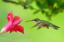 Ruby Throated Hummingbird (21)