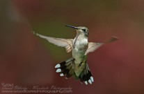 Ruby Throated Hummingbird (19)