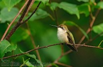Sentry Duty – Ruby Throated Hummingbird