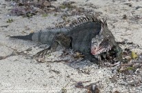 Iguana in a small cove in the Virgin Islands