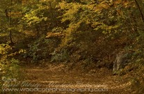 Woodland Path in Fall