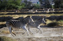 Zebra on the move