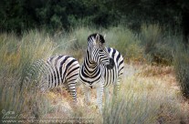 Zebra taking time out