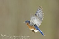 Bluebird flying 1
