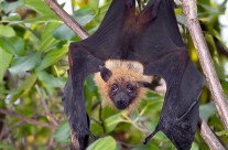 Fruit Bat – Flying Fox
