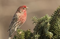 Purple Finches Gallery