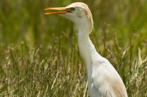 Cattle Egret – Mustique