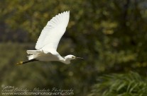 Little Egret – Mustique