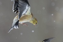 Winter American Goldfinch