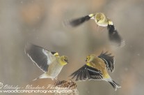 Winter American Goldfinches