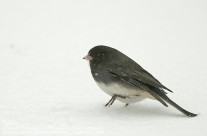 Dark Eyed Junco with cold feet