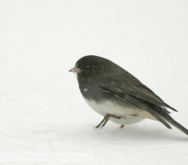 Dark Eyed Junco with cold feet