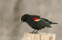 First Red Winged Blackbird of the 2013 season