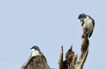Domestic Disharmony – Pair of Tree swallows. All captions welcome
