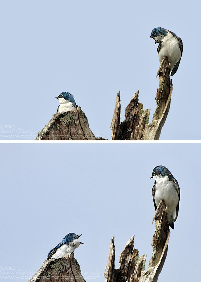 Domestic Disharmony – Pair of Tree swallows. All captions welcome
