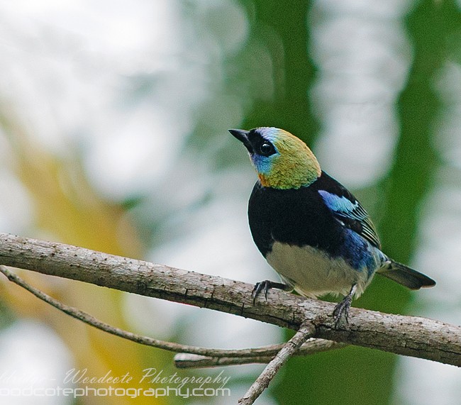 Golden-Hooded tanager – Costa rica