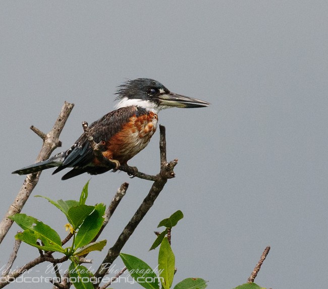 Costa Rican Ringed Kingfisher
