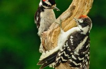 A pair of male Downy Woodpeckers getting grumpy