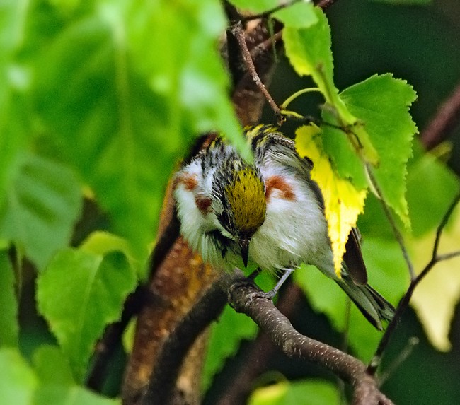 A rather coy Chestnut Sided Warbler