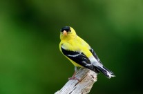 Male American Goldfinch in full summer glory